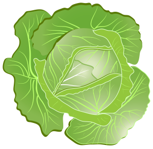 Cabbage PNG image-8796